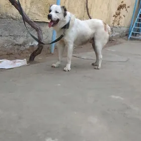 kim gujuk gözleýän bolsa janet