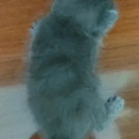 шотландский приморский