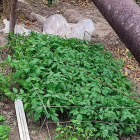 Pamidor Umagna. arginal tohum