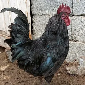 Lakadanzi eti gara towuk horaz