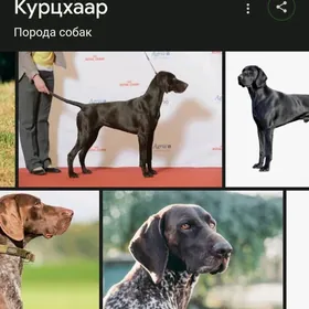 it gucuk awcy kurushkar