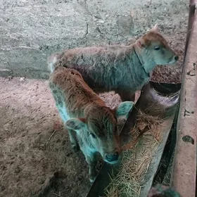 голели сыгыр