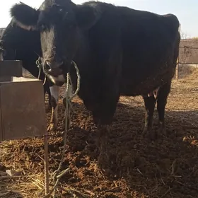 galyşteýin sygyrlar