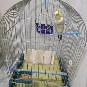 попугай Карела