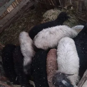 SAYLAMA ARASSA ISSEK TOKLYLAR