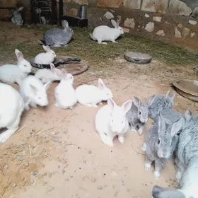 Towşanlar (кролик)