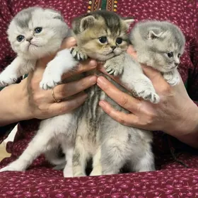 britan pişikler, котята