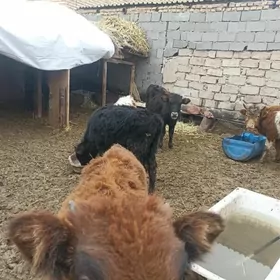 öküzçe tüwe öküz göle