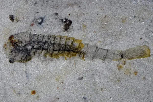 Палеонтологи обнаружили морскую экосистему возрастом 512 млн лет