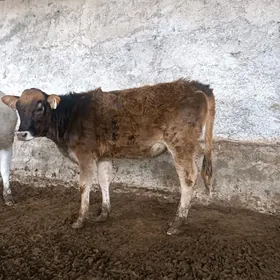 göleli sygyr 4 aýlyk gogaz