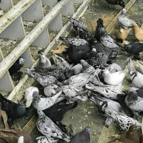 kepderi голуби