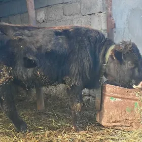 Göle öküz öküzçe