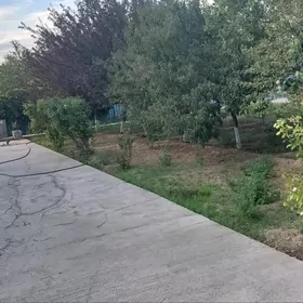 Taze Zaman ️тазе заман