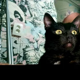 кот подросток