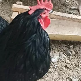 Jersi towygyñ yumurtgasy