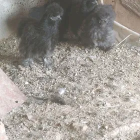 Ktayski şolkvy karlik