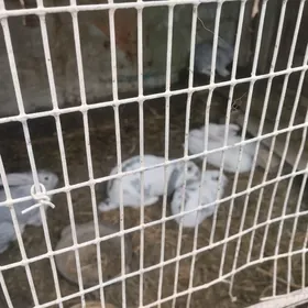 пол великан Товшанлар