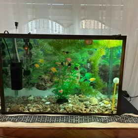 Аквариум 30