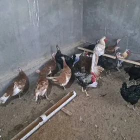 индюк юмуртга