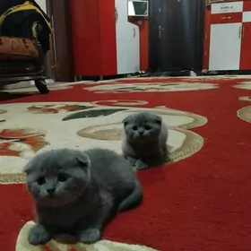 Шотландская порода