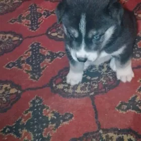 хаски щенок