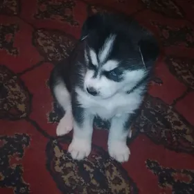 хаски щенок мальчик