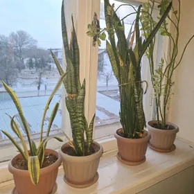 Ĝüller, комнатные растения