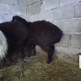 Гоч ишек бичилмедик