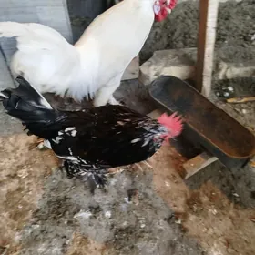 карлик (Япончик) karlik