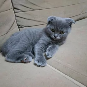 Котёнок (pişik)