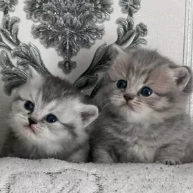 шотланский катята