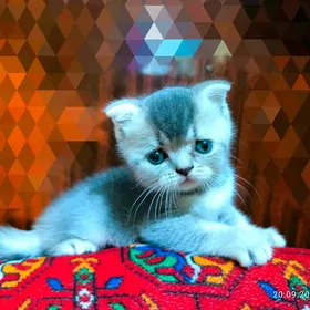 Элитные КОТЯТА