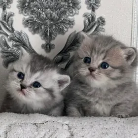 шотланский катята