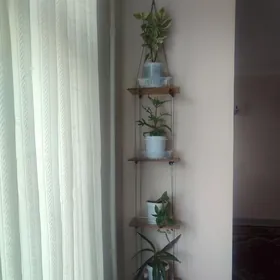 домашние цветы