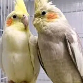 karella карелла