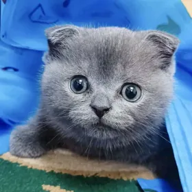 Котята Шотландские