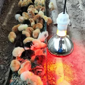 Инкубатор, инфракрасная лампа