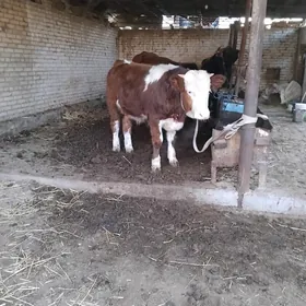 Arginal smental okuz