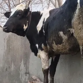 garala tuwe we sygyr