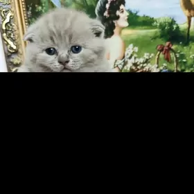 шотландские котята лиловые