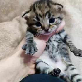 вислоухие котята