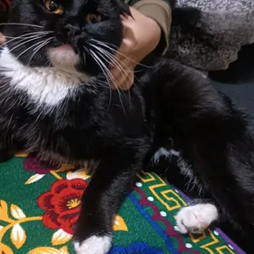 вислоуха пишик