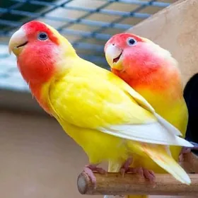 popugay Nerazluçnik