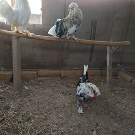 karlik troyka horazlar