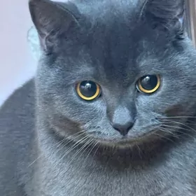 Британский кот