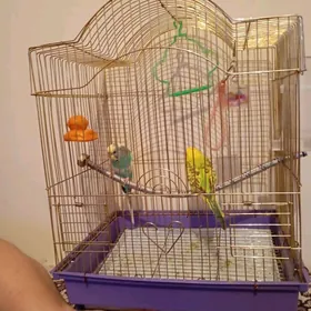 попугаи пара