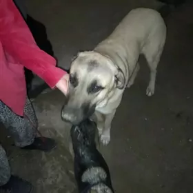 Мальчик Добрый, Ласковый