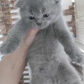 ШОТЛАНДСКАЯ порода