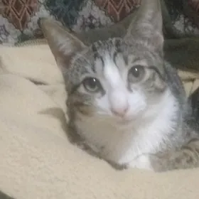 котята от домашней кошки