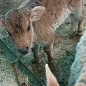 голели сыгыр